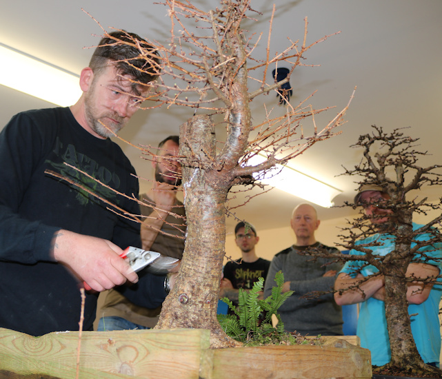 bonsai larch ireland